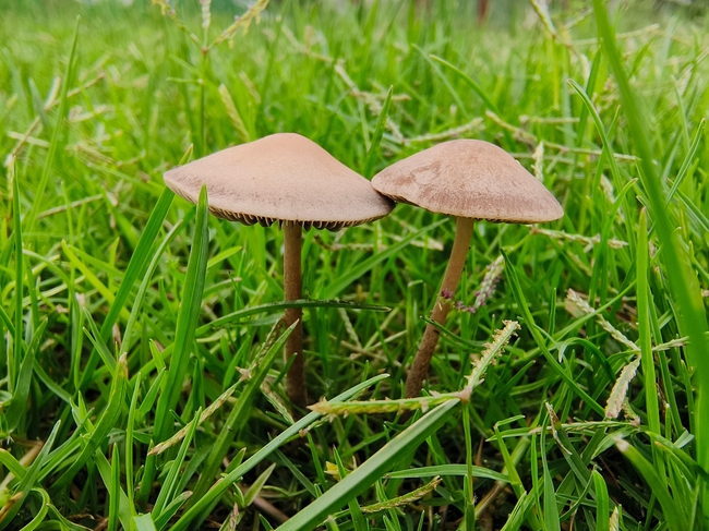 草丛野生硬柄小皮伞蘑菇图片