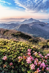 春天漫山遍野杜鹃花风景图片