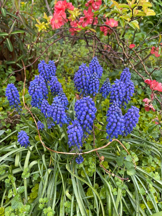 野生蓝壶花图片「野生蓝花参植物图片」