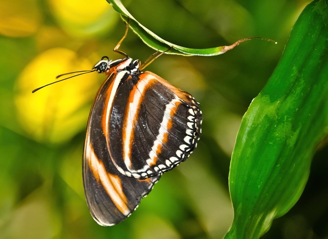 野生斑纹蝴蝶图片