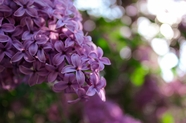 春天紫色丁香花微距特写摄影图片