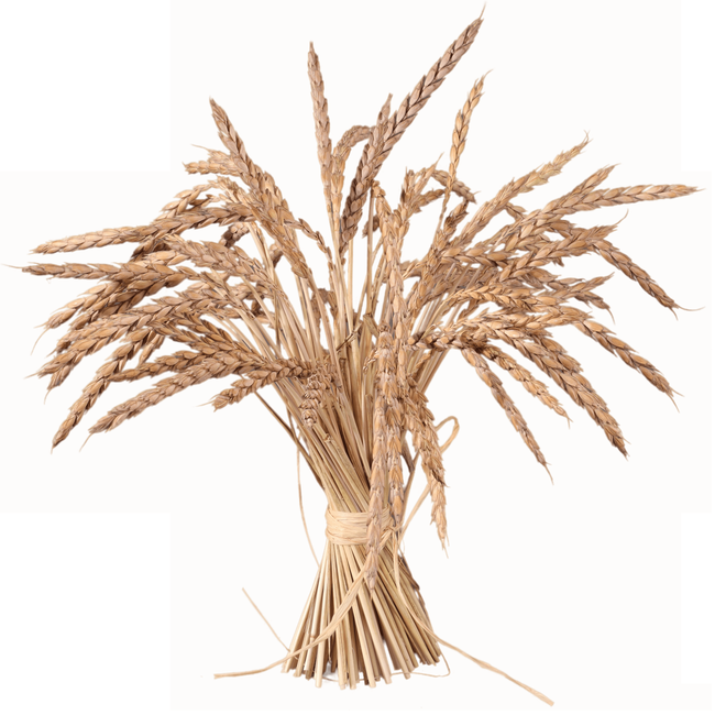 干枯谷物麦穗花束高清图片