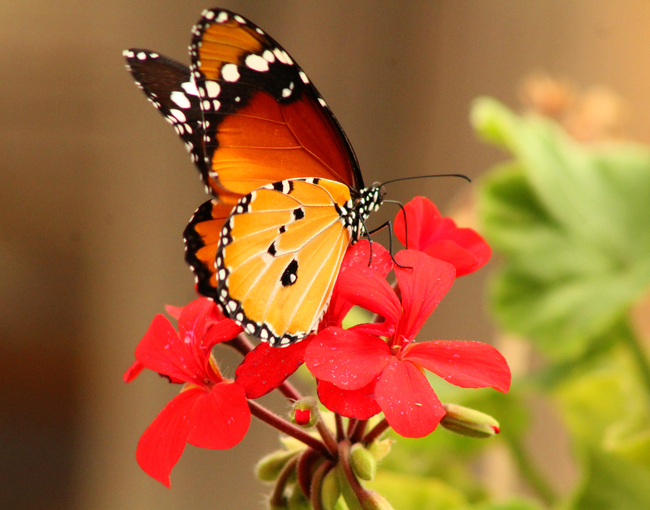 野生金斑蝶写真图片