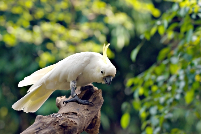 黄凤头鹦鹉图片