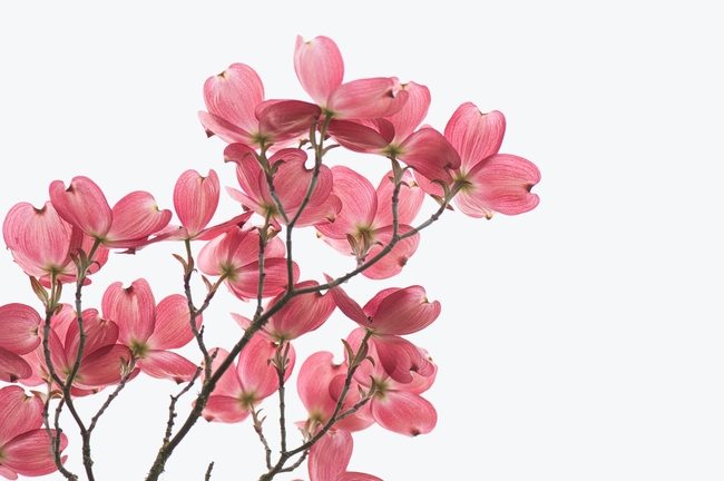 粉红山茱萸花朵图片