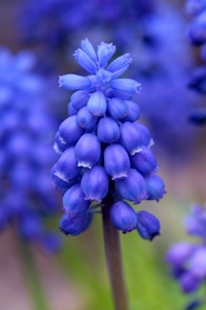 蓝色葡萄风信子植物图片
