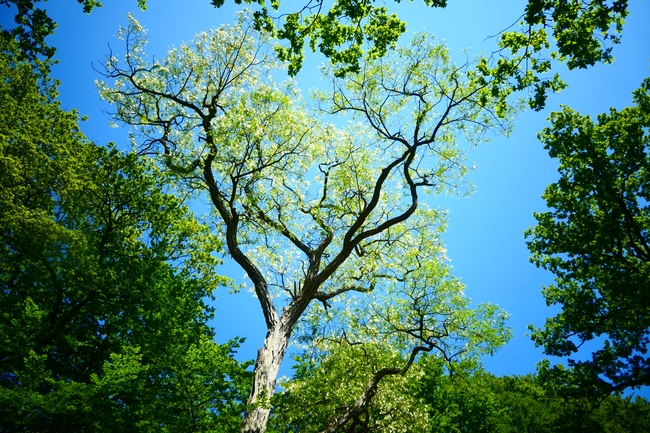 绿色春天树林树木图片