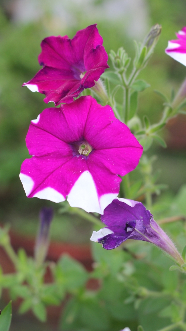 紫色矮牵牛花朵植物图片