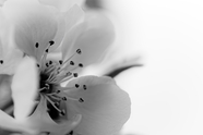 黑白单色调梅花摄影图片