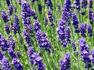 紫色薰衣草植物摄影图片