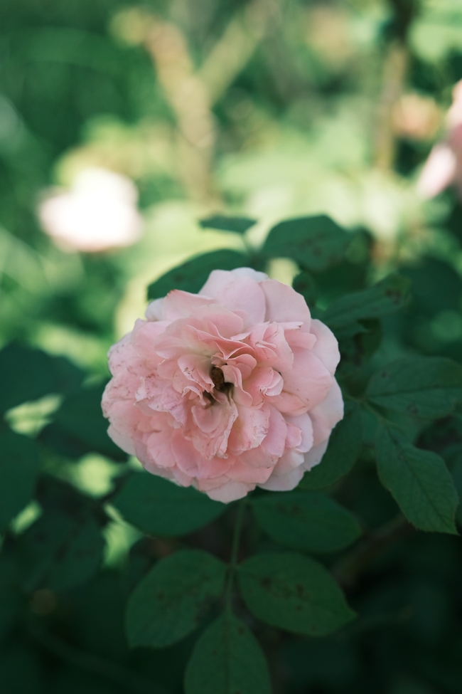 春天粉色蔷薇花植物摄影图片