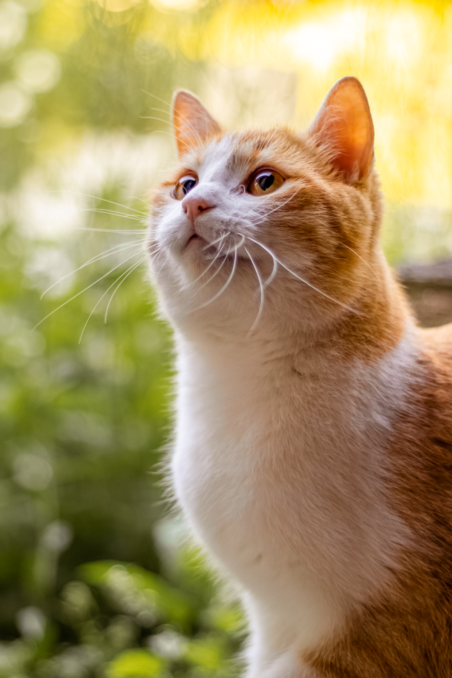 小清新治愈系宠物猫写真摄影图片