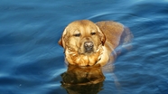 正在游泳的拉布拉多犬图片
