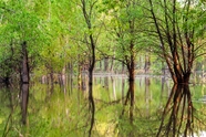 夏天河流绿树倒影图片
