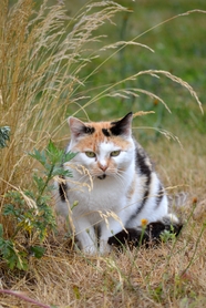 户外草丛野生小肥猫图片