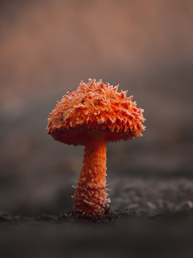 纯天然野生真菌蘑菇植物摄影图片
