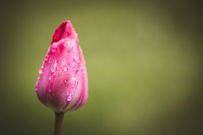 雨后粉色郁金香花苞含苞待放图片
