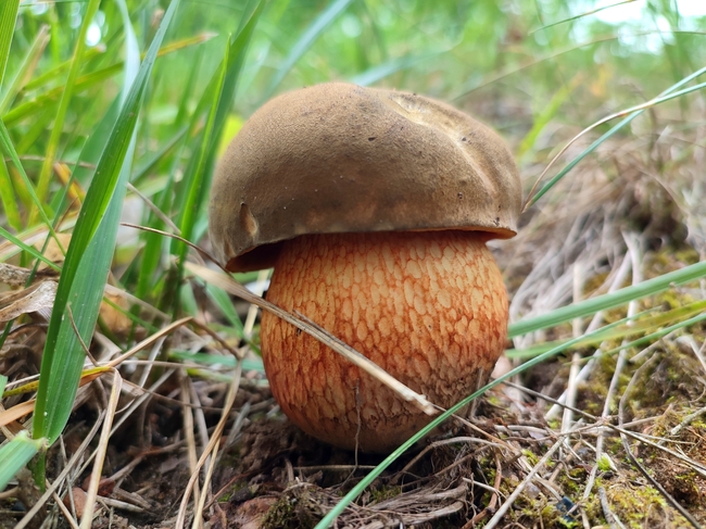 荒野野生牛肝菌蘑菇摄影图片