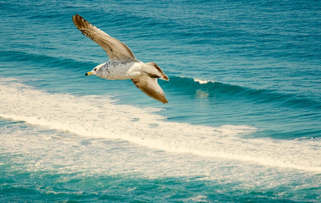 蓝色大海浪花海鸥图片