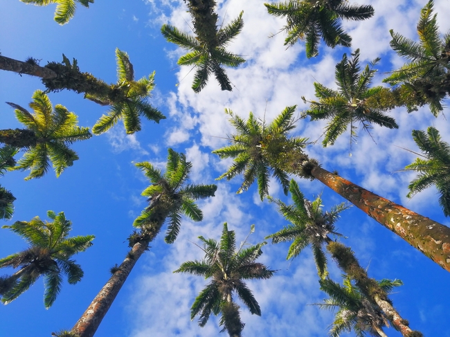 夏日蓝色天空热带椰子树图片