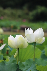 夏日白色莲花摄影图片