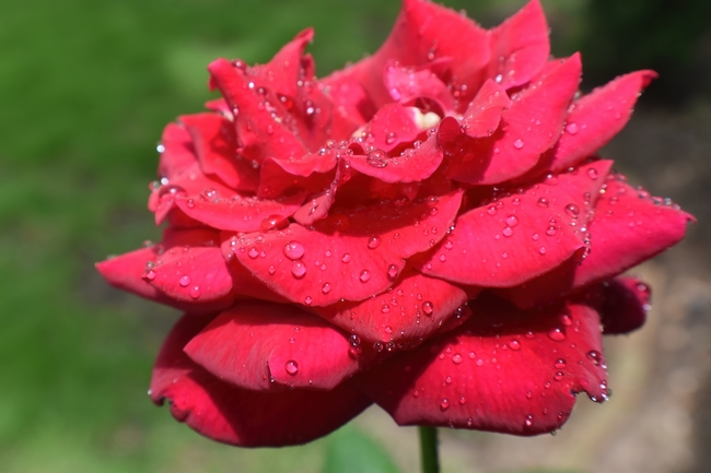 雨后娇艳红色玫瑰花图片