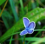 野草丛蓝色蝴蝶图片