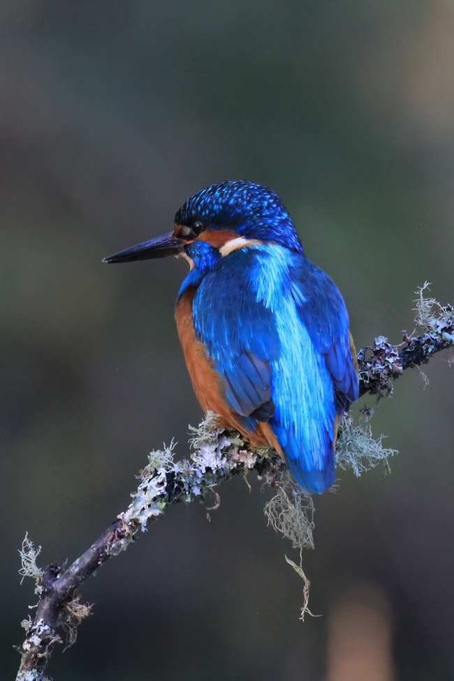 野生蓝色翠鸟稀有珍禽图片