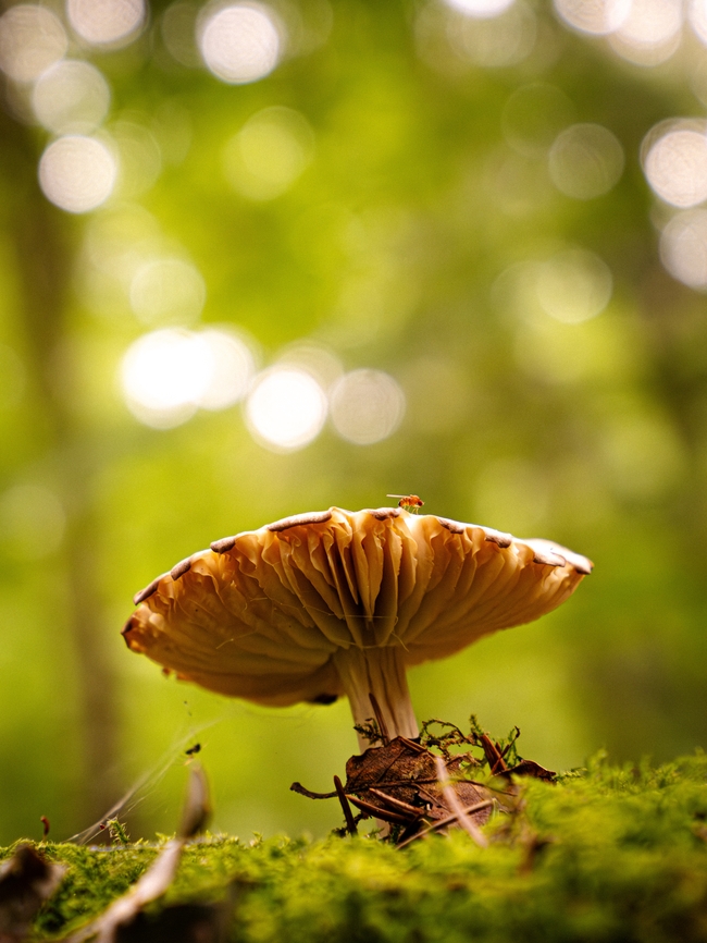 森林地面野生大蘑菇摄影图片