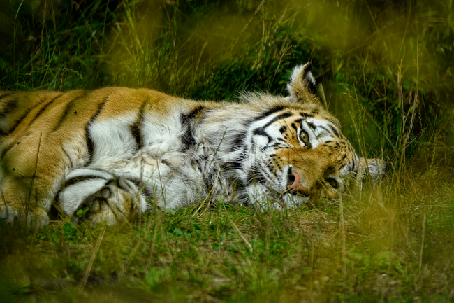 躺在地面休息的西伯利亚虎高清图片