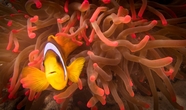 发光海葵小丑鱼水下世界摄影图片