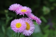 紫色野生翠菊摄影图片