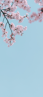 春天粉色樱花蓝天背景图片