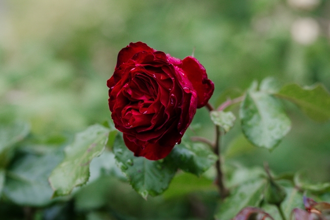 花园酒红色玫瑰花微距特写摄影图片