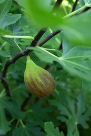 挂在无花果树上的无花果图片