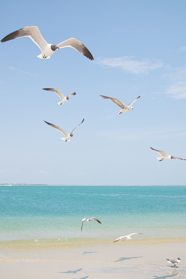 唯美蓝色海边海鸥自由飞翔图片