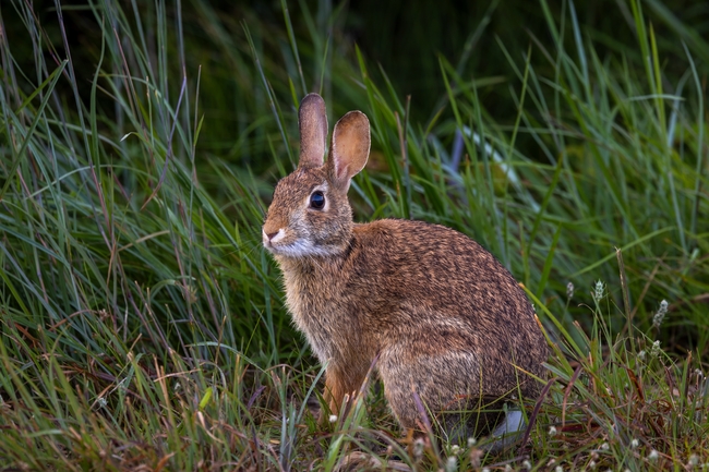 站立在草丛中的野生兔子图片