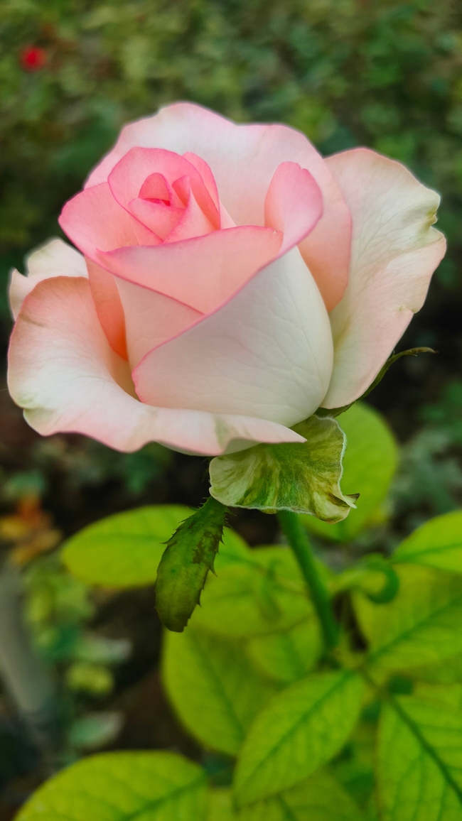 粉色淡雅玫瑰花植株摄影图片