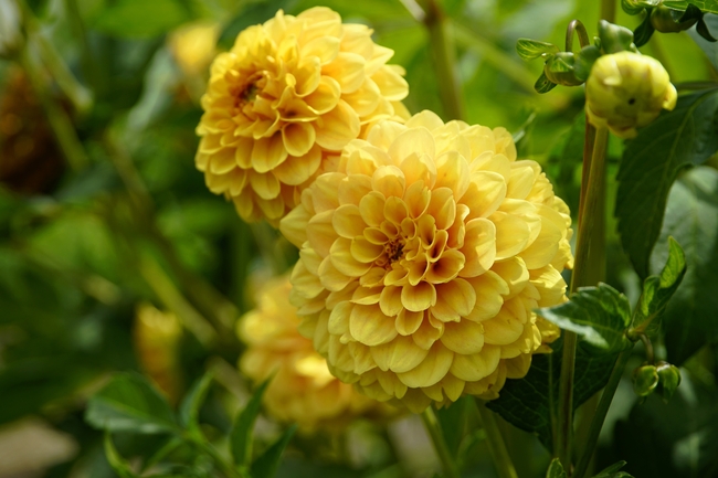 黄色大丽菊摄影图片