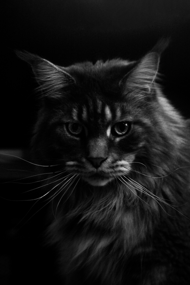 黑色艺术风格缅因库恩猫写真图片大全