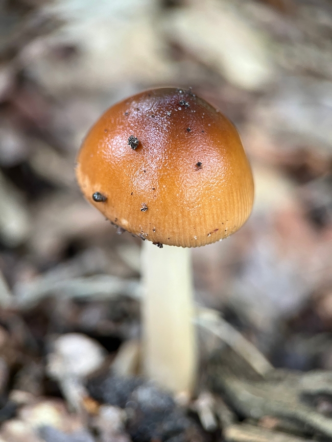 鹅膏菌蘑菇摄影图片