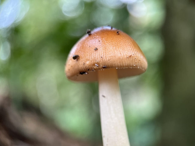 野生鹅膏菌蘑菇摄影图片