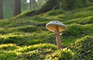 绿色草地盘状真菌蘑菇图片