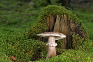 绿色青苔地面白色蘑菇摄影图片