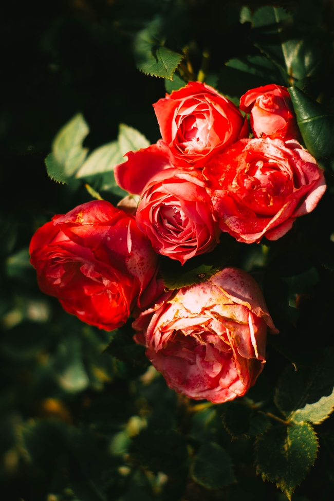 夏日红色小玫瑰花图片