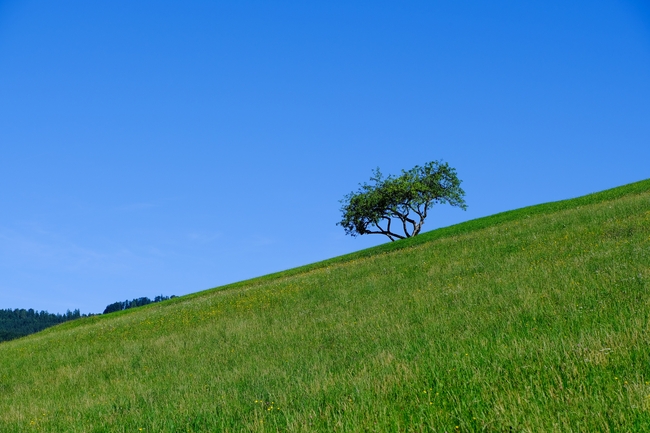 蓝色天空绿色草地树木图片