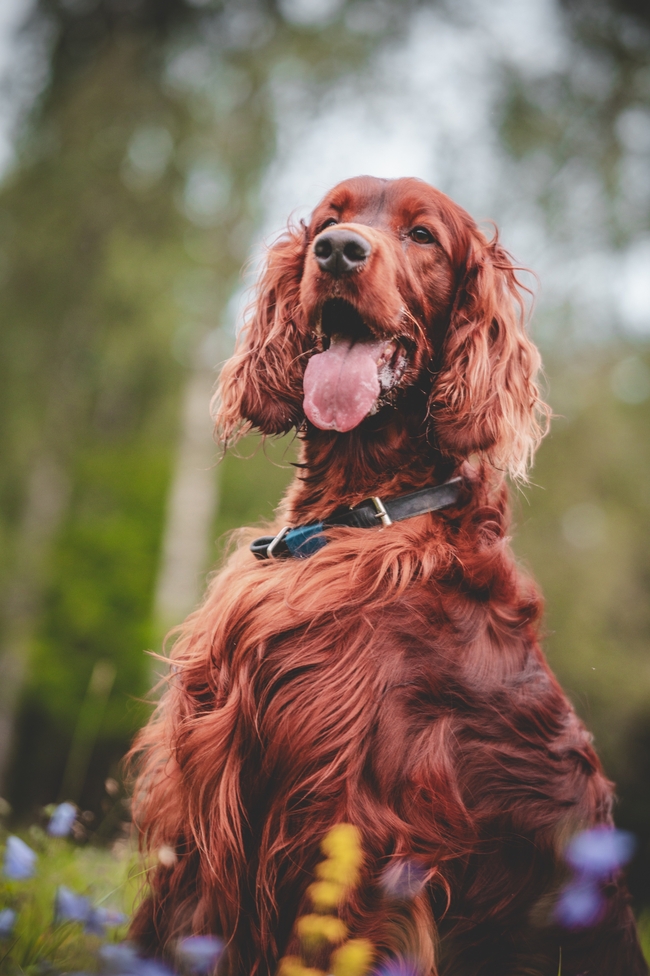 爱尔兰长毛猎犬摄影图片