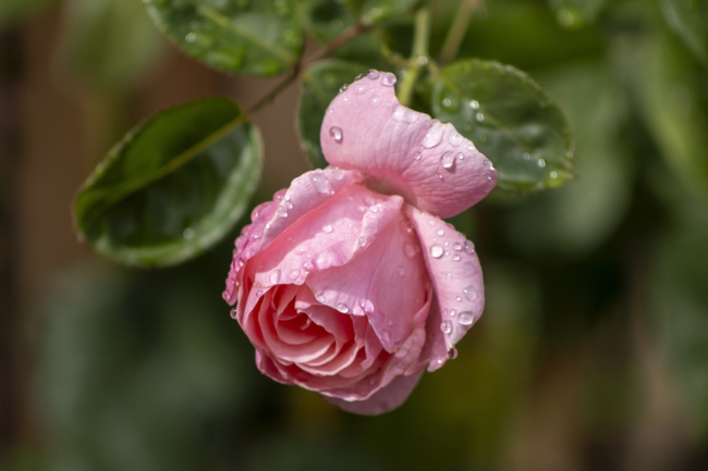 雨后粉色玫瑰花枝摄影图片