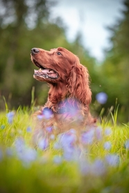 爱尔兰长毛猎犬草丛嬉戏图片