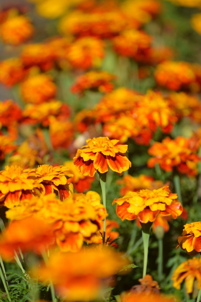 橙色野生万寿菊摄影图片